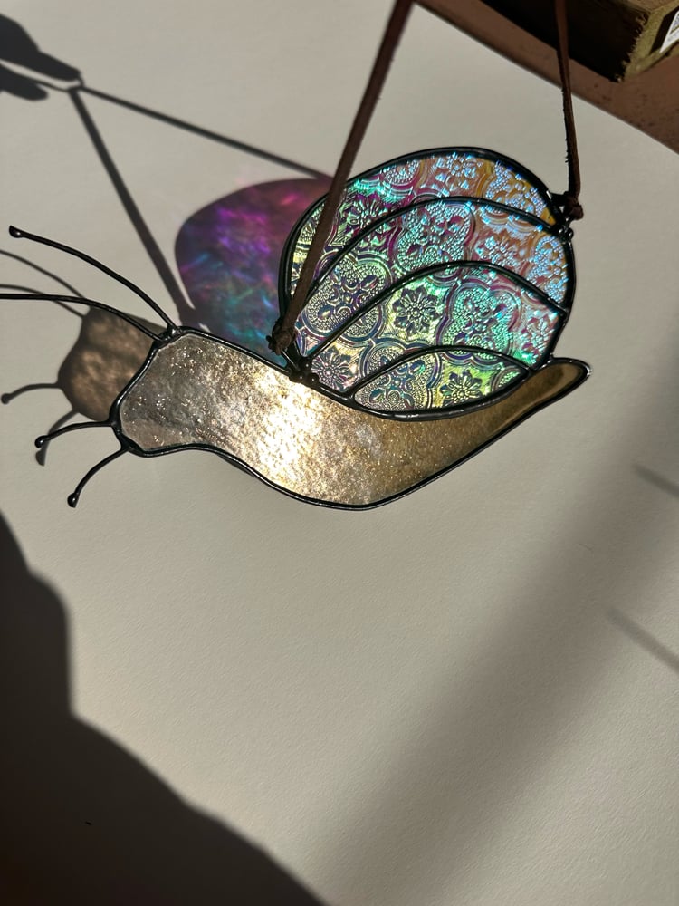 Image of disco snail
