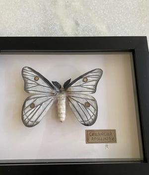 Image of Ceranchia Apollina moth framed specimen. Faux taxidermy
