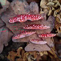 Image 5 of Zestaw pinów - Huby 