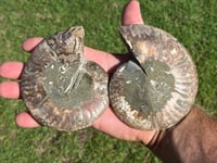 Image 6 of Ammonite Fossil Pair | Madagascar #2896