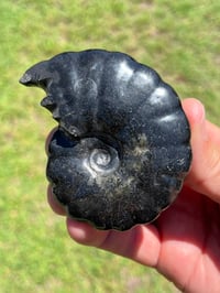 Image 2 of Black Ammonite Fossil With Pyrite | Madagascar #2634