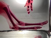 Image 4 of Diaphonized roe deer fetus