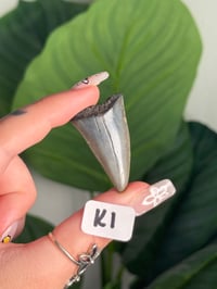 Image 11 of SMALL MEGALODON TEETH -SOUTH CAROLINA- CHOOSE YOUR OWN LOT 1