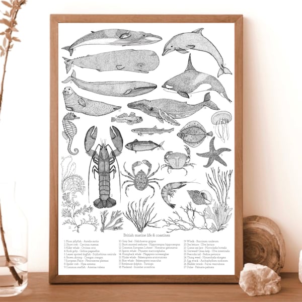Image of British Marine Life Print