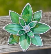 Image 2 of Swirl green succulent 