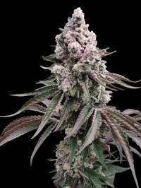 Image 2 of NightCap 