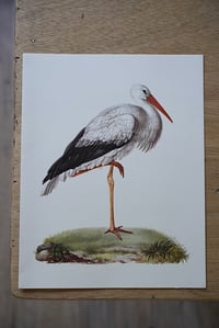 Image 4 of Planches De Bestiaire Du Muséum D'histoire Naturelle - les oiseaux .