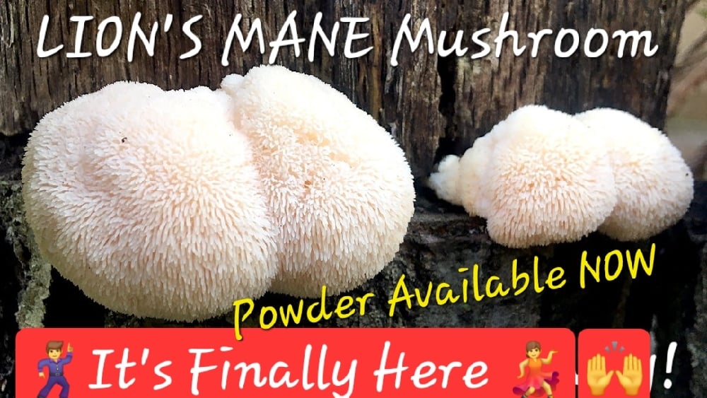 WILD MEDICINAL MUSHROOMS: Lion's Mane-Chaga-Turkey Tail-Maitake-Cordyceps (Himalayan Viagra). DNA.