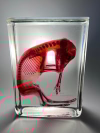 Image 2 of Diaphonized roe deer fetus