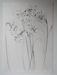 Daffodils III