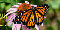 Image 3 of Metamorphosis - Monarch 