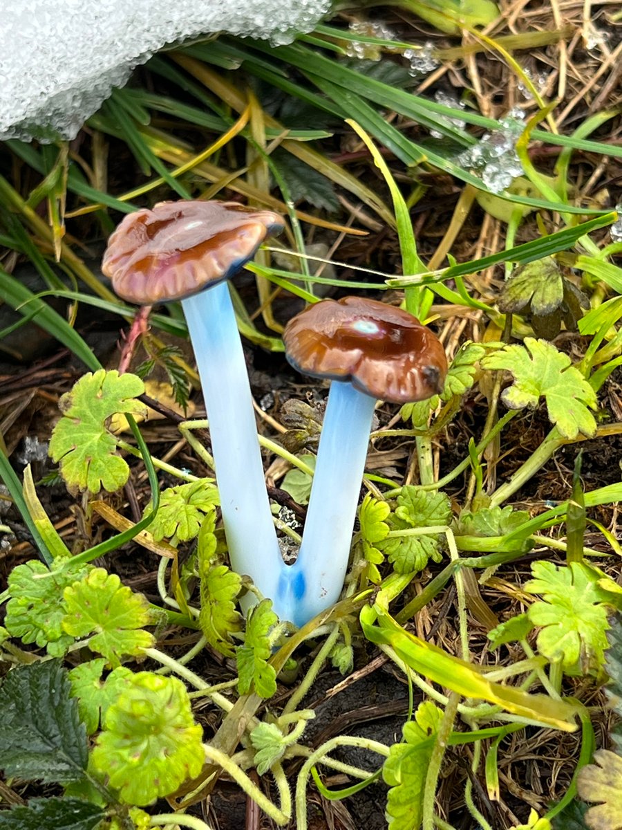 Image of Small Pair Of Wavy Capped Blue Staining Mushroom Plant Spike
