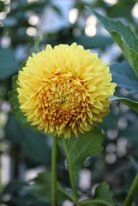 Image 2 of Florelie Dandelion