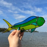 Image 3 of Mahi Mahi Translucent