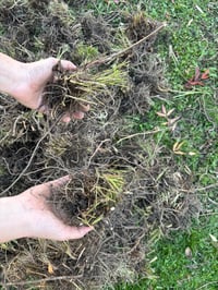Image 4 of Achillea Summer Berries mix - bare root