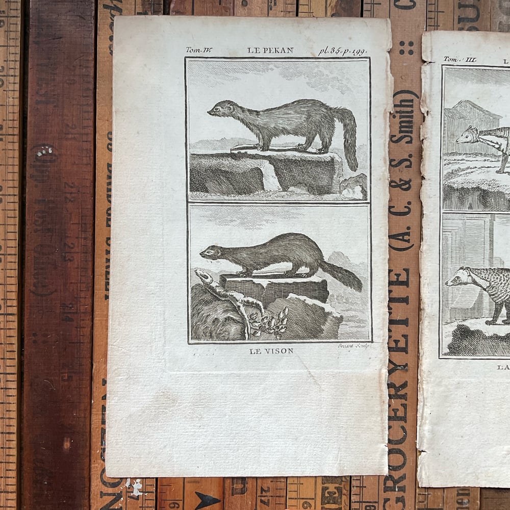 Image of French Animal Engravings set no.2