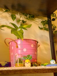 Image 5 of Baby Radish 