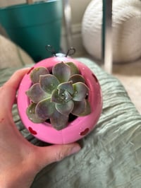 Image 4 of Ghost Plant in Pink Ladybug 