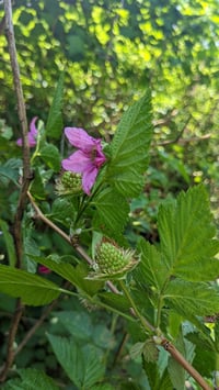 Image 2 of Salmonberry: Rubus spectabilis