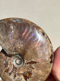 Image 5 of Purple Iridescent Ammonite Shell Fossil | Madagascar #3063