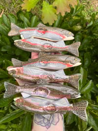 Rainbow Trout 2.0