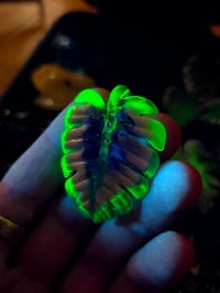 Image 3 of Purple variegated monstera pendant (uv reactive) 