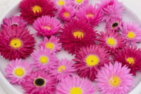 Image 1 of 60 Australian Native Everlastings - Pink