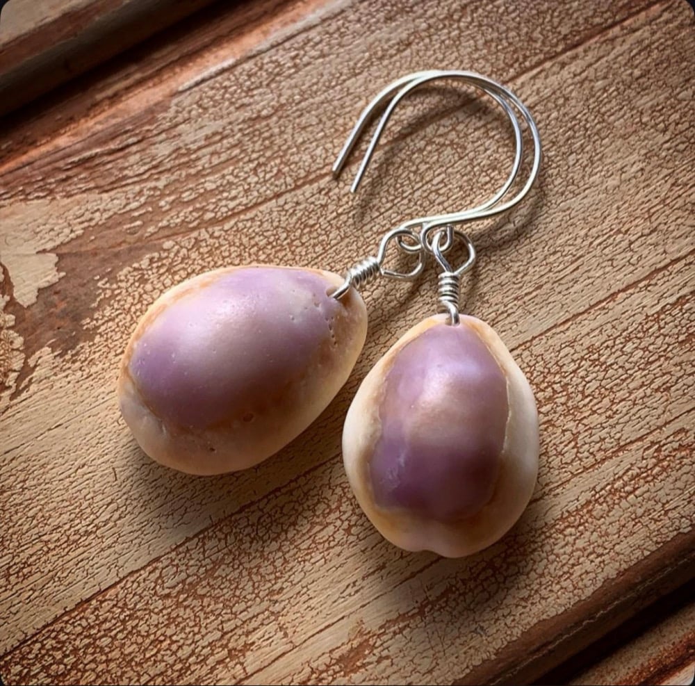 Image of Hawaiian purple cowrie shell earrings wrapped in sterling silver on sterling ear wires