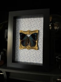 Image 1 of Memphis lineata