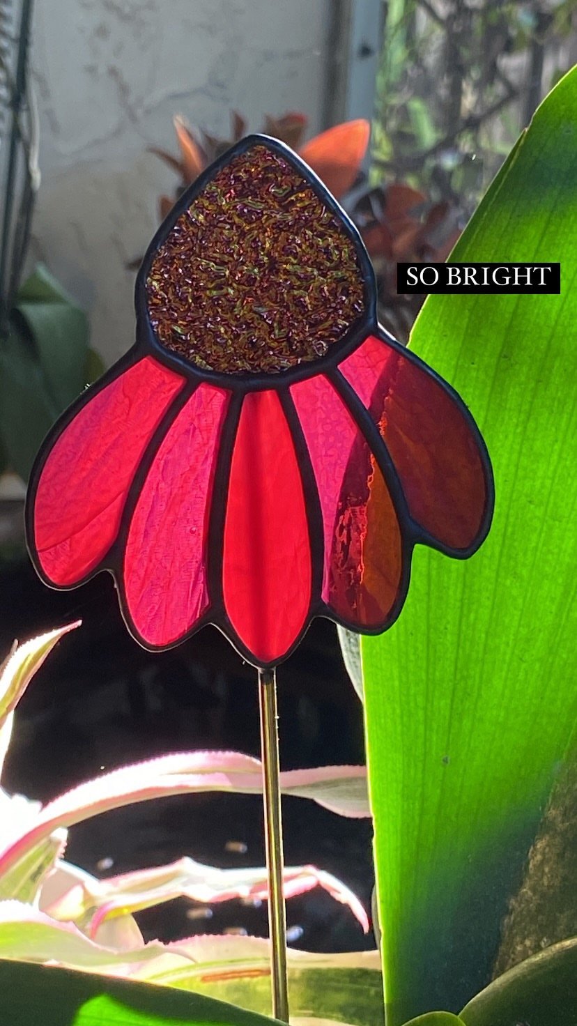 Image of Echinacea Flower