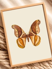 Image 4 of Rhescyntis pseudomartii moth Beige background PRINT