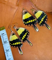 Image 2 of XXL Giant Swallowtail Hindwings