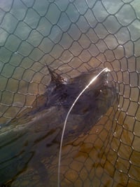 Image of Musky Curly Tail