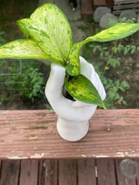Image 3 of White Hand Gripping Dumb Cane Dieffenbachia