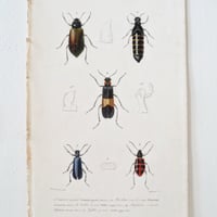 Image 21 of Illustration Ancienne Insectes