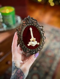 Image 2 of Framed Coyote Vertebrae #1
