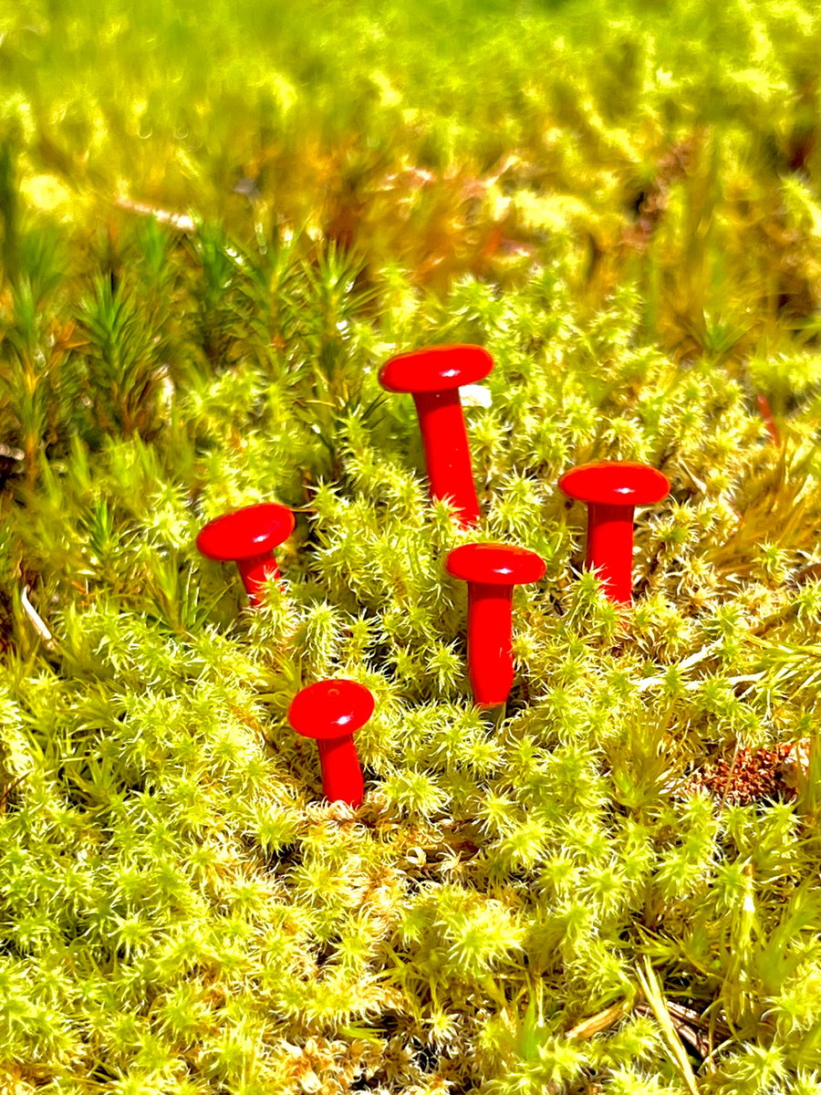 Image of 5 Red Mushroom Plant Spikes