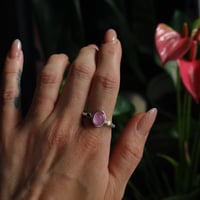 Image 4 of Pink Pearl 