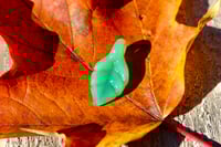 Image 1 of Vibrant Green Leaf