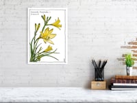 Image 1 of Hemerocallis lilioasphodelus