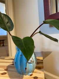 Image 4 of 'Red Imperial' Philodendron in Owl Pitcher