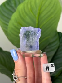 Image 8 of BLUE HALITES -TURKEY- LOT 2