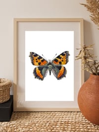 Image 9 of Tortoiseshell Butterfly PRINT