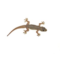 Adult Feeder House Geckos 