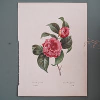 Image 9 of Planches  Anciennes les fleurs de Redouté 