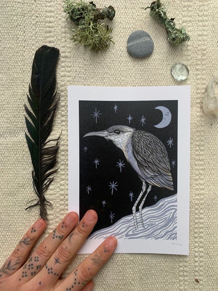 Image of Night Heron Print