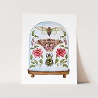 Image 2 of Insect Art Print March Dome, Under Glass Collection