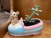 Image 2 of Ghost Echeveria in Mouse Pink & Blue Shoe