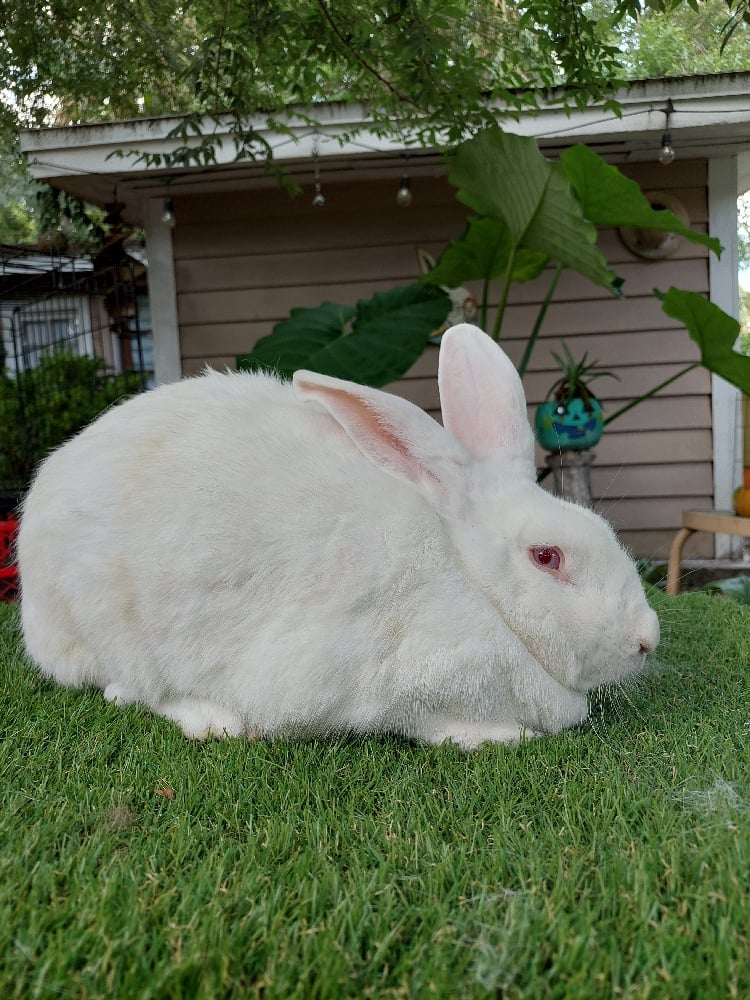 Image of Flemish Giant 10 (Fixed)