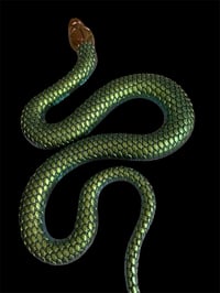 Image 4 of Life Size Snakes